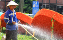 绿城花海迎宾朋