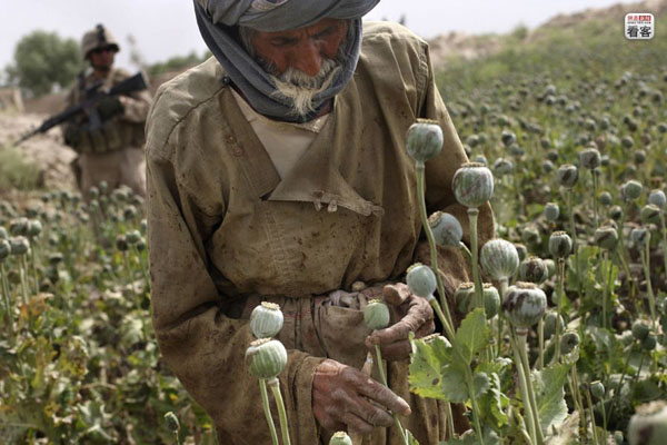 阿富汗罂粟种植规模史无前例 供全球9成鸦片消