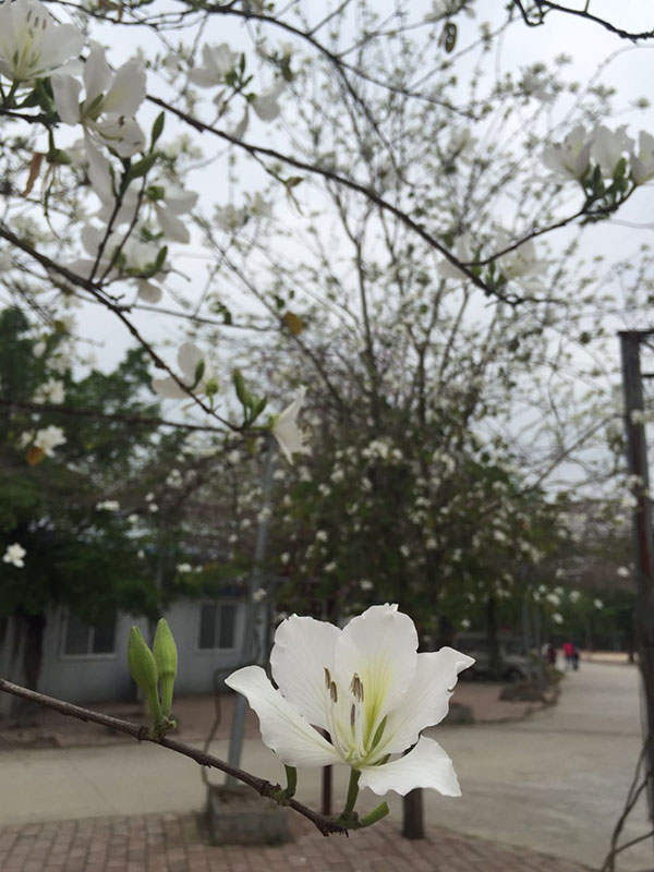 柳州即将启动市花改选,紫荆花会当选吗?