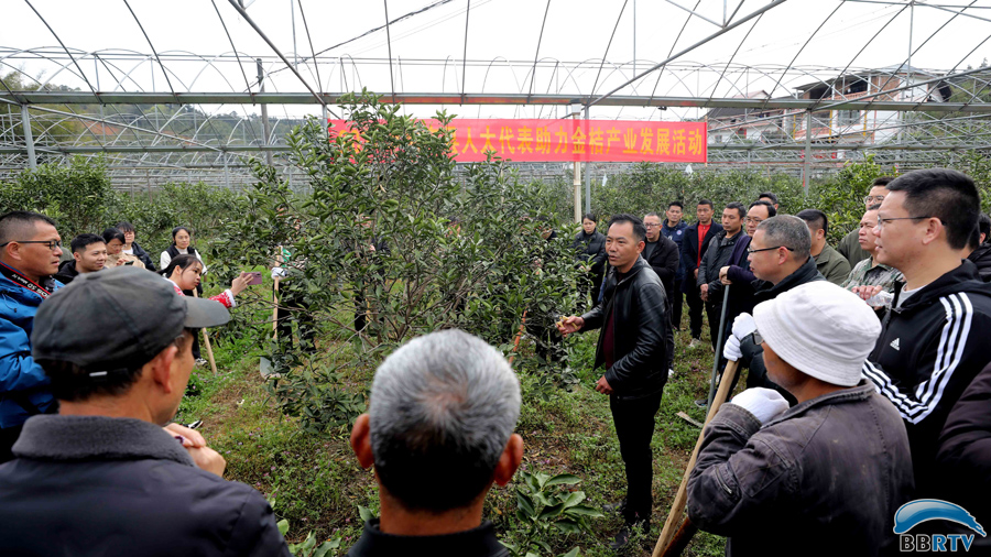 3月19日，在广西柳州市融安县大将镇，市人大代表韦智华在讲解融安金桔修剪技术知识。（覃庆和  摄）