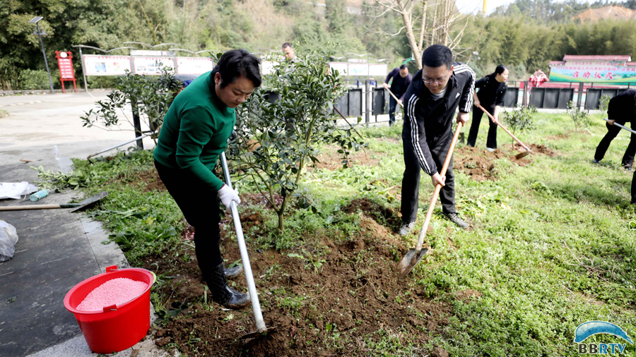 3月19日，在广西柳州市融安县大将镇，人大代表们给金桔施肥。（覃庆和  摄）