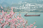 三峡春日桃花红