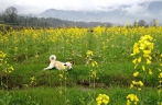 安徽黟县：油菜花开景如画