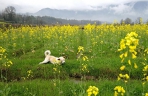 安徽黟县：油菜花开景如画