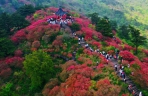 湖北麻城杜鹃花海迎客来