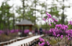 杜鹃花海迎客来