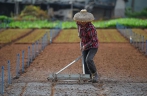 Spring farming in Haikou, S China