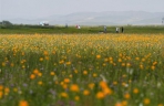 盛夏金莲川美景