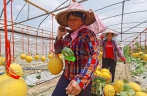 Cantaloupe for poverty relief bears fruit in Guangxi village