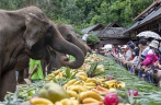 China’s Yunnan celebrates World Elephant Day