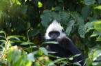 Endangered monkeys retrieve paradise in China’s karst village