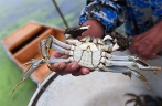 Crab harvest season in Wuxing of Huzhou