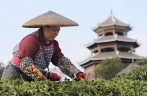 雨水至 采新茶