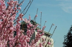 Scenery of cherry blossoms at Wuhan University