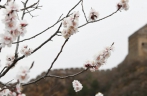 春到长城 山花烂漫