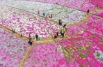 河北迁西：芝樱花海醉游客