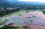 航拍广西上思“金色田园”