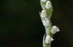 Rattlesnake plantain boasting the world’s smallest seeds sighted in Yunnan， SW China