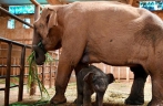 Kunming Zoo welcomes a newborn Asian elephant calf