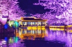 Stunning night scenery of cherry blossoms in East China’s Wuxi