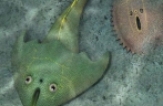 Oldest fishes from the Silurian red beds discovered in Jiangxi