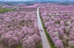 广西：“花经济”助力乡村振兴