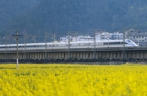 贵州汇川：动车组列车经过油菜花田