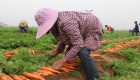 广西贺州实施“水稻—蔬菜”轮作 农民在“家门口”创益增收