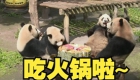 重庆四只大熊猫围坐一桌吃九宫格火锅