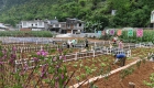 广西都安：庭院经济助振兴