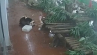 连日高温 广州动物园熊猫抱冰块消暑
