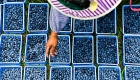 贵州麻江：蓝莓小浆果 做成大产业