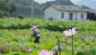 广西鹿寨：农田升级助增收
