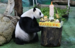 10岁啦！大熊猫“圆仔”台北庆生