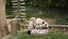 旅韩大熊猫“福宝”迎来三周岁生日