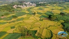 广西融安县：稻黄蔗绿 丰收画卷