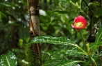 受气候变化影响的哥斯达黎加云雾森林