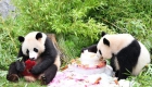 在德国出生大熊猫双胞胎迎来4岁生日