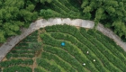 广西梧州：以茶兴业促团结