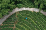 广西梧州：以茶兴业促团结