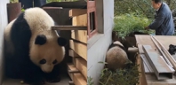 陕西一野生大熊猫上门躲雨 网友:来我家!