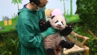 重庆动物园熊猫宝宝萌态亮相