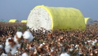新疆喀什逾600万亩棉花大规模开展机械化采收