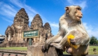 泰国华富里举办一年一度“猴子自助餐节”