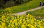 美国旧金山湾区油菜花开春意浓