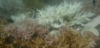 泰国皮皮岛部分区域因珊瑚白化严重暂停浮潜活动