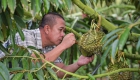 海南三亚：发展国产榴莲产业 助推乡村振兴