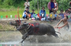 泰国春武里府：赛牛