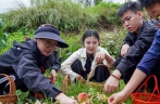 云南：山林采菌 避暑消夏