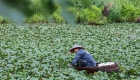 浙江湖州：处暑时节采菱忙